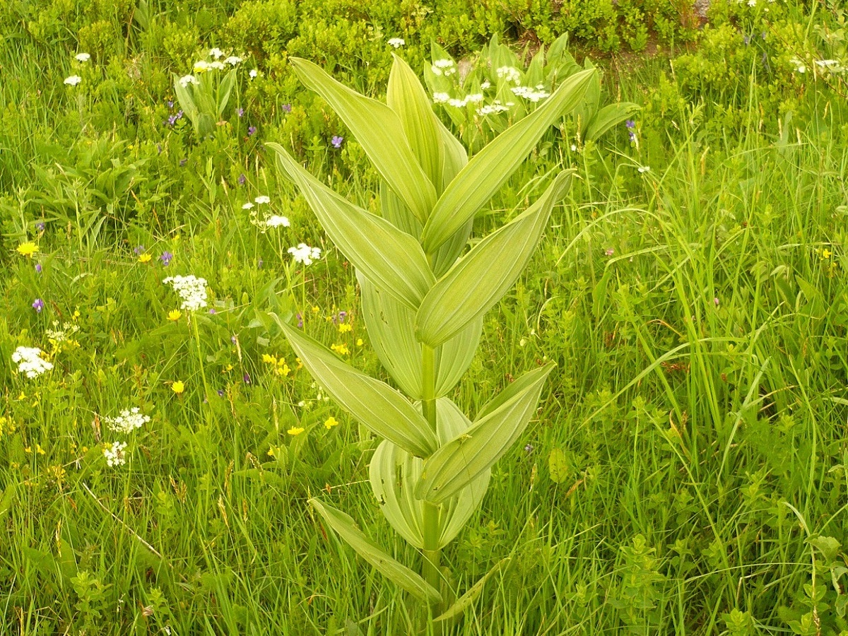 Veratrum album (Melanthiaceae)